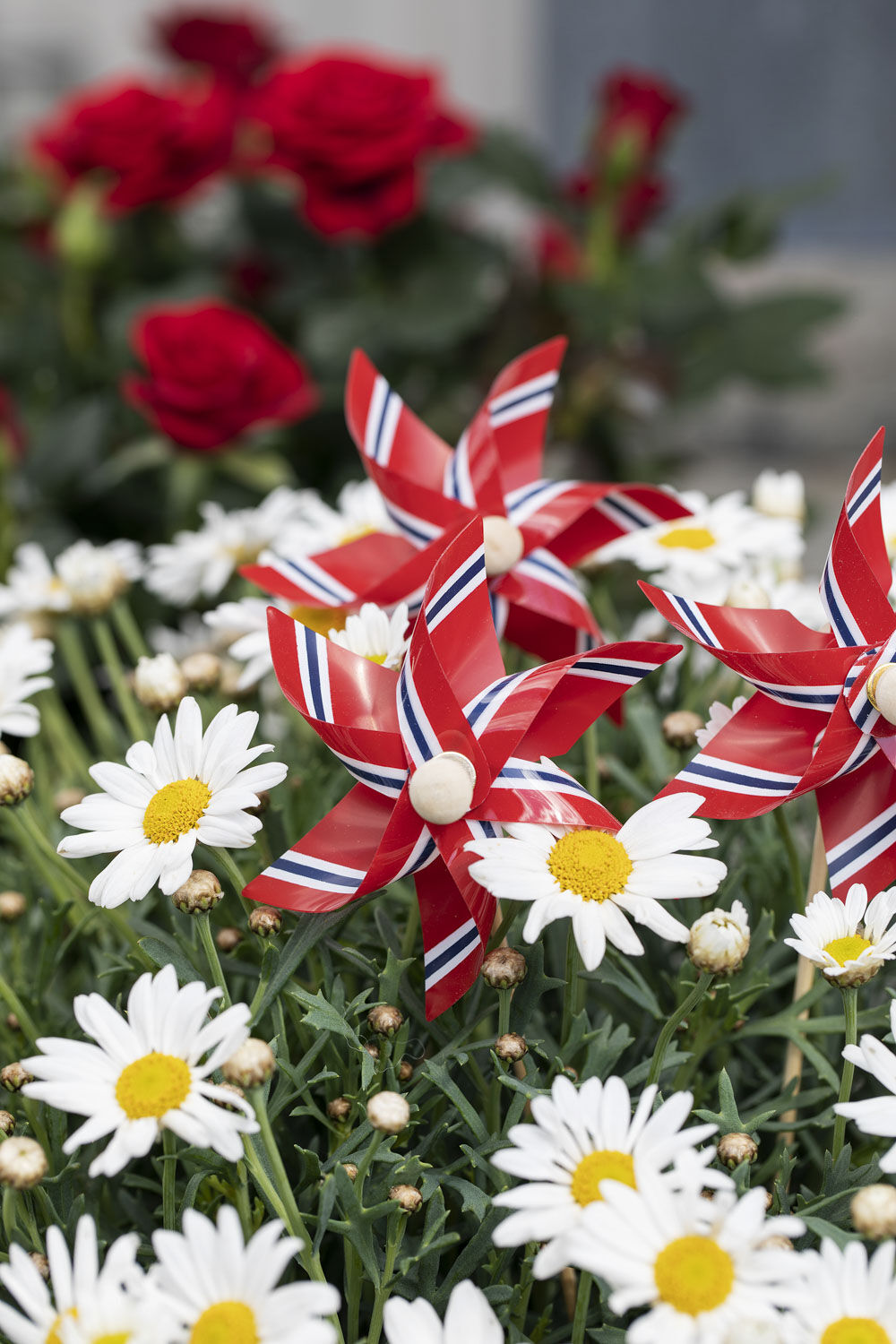 blomster i rødt, hvitt og grønt til nasjonaldagen