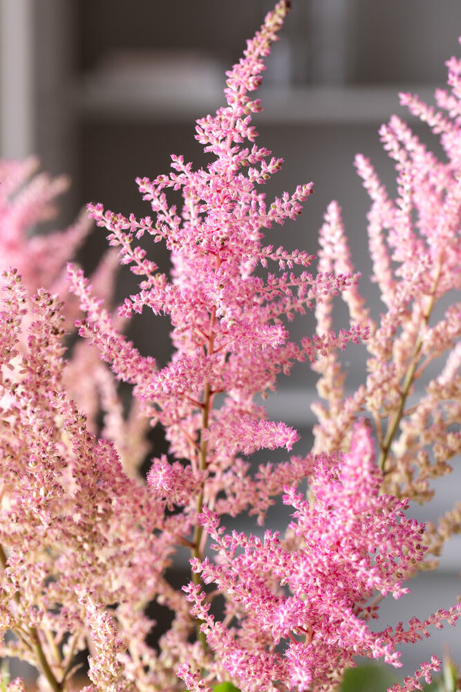 Astilbe