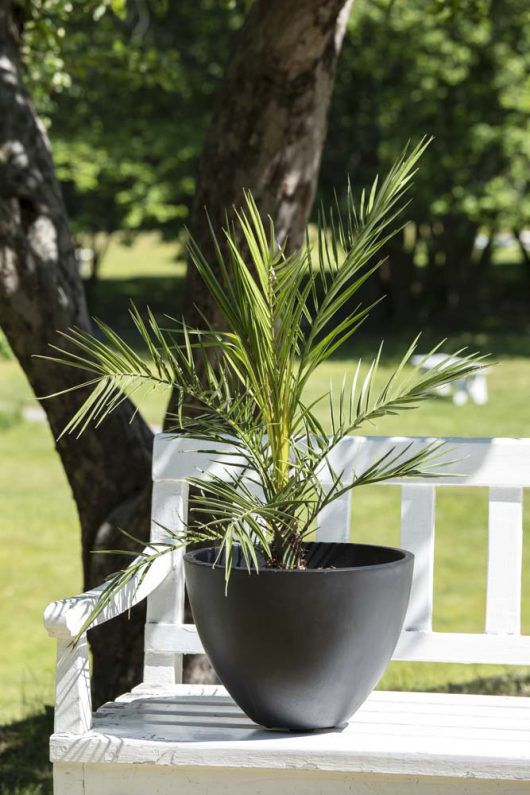 Phoenix terrassepalme Phoenix terrassepalme