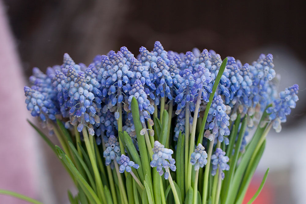 Perleblomster muscari