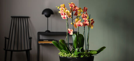 phalaenopsis orkide i miljø