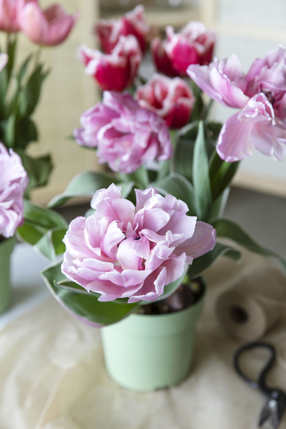 Tulipaner løkblomst Tulipaner løkblomst