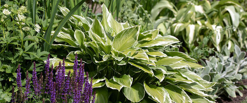 Hosta bladlilje