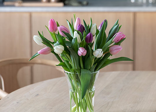 Tulipaner Tulipaner