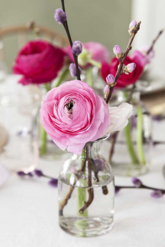 rosa ranunkler rosa ranunkler