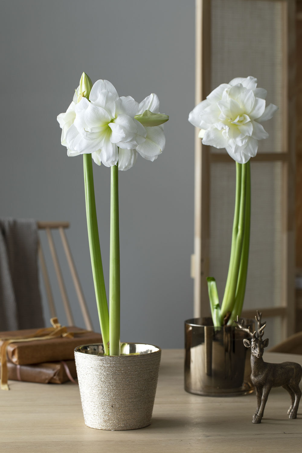 Hvit amaryllis Hvit amaryllis