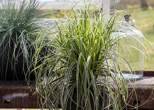 Carex prydgress