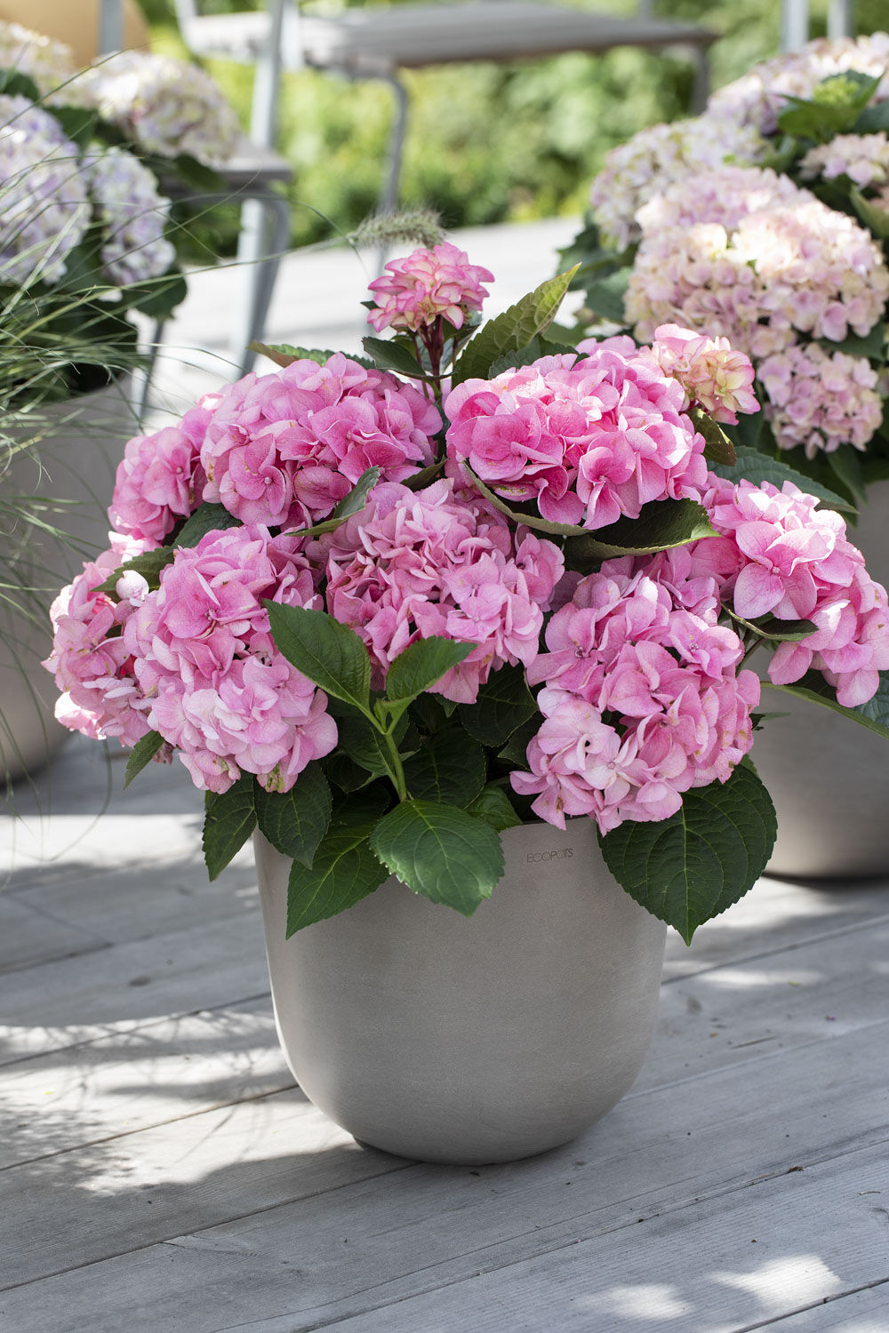 Rosa hortensia Rosa hortensia