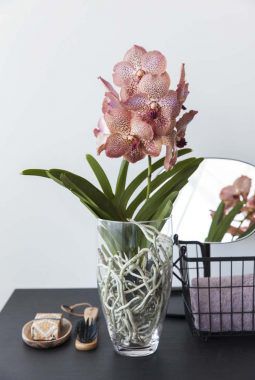phalaenopsis orkide i glassvase phalaenopsis orkide i glassvase