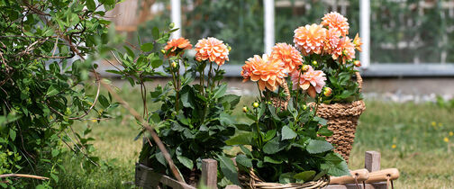 Blomster