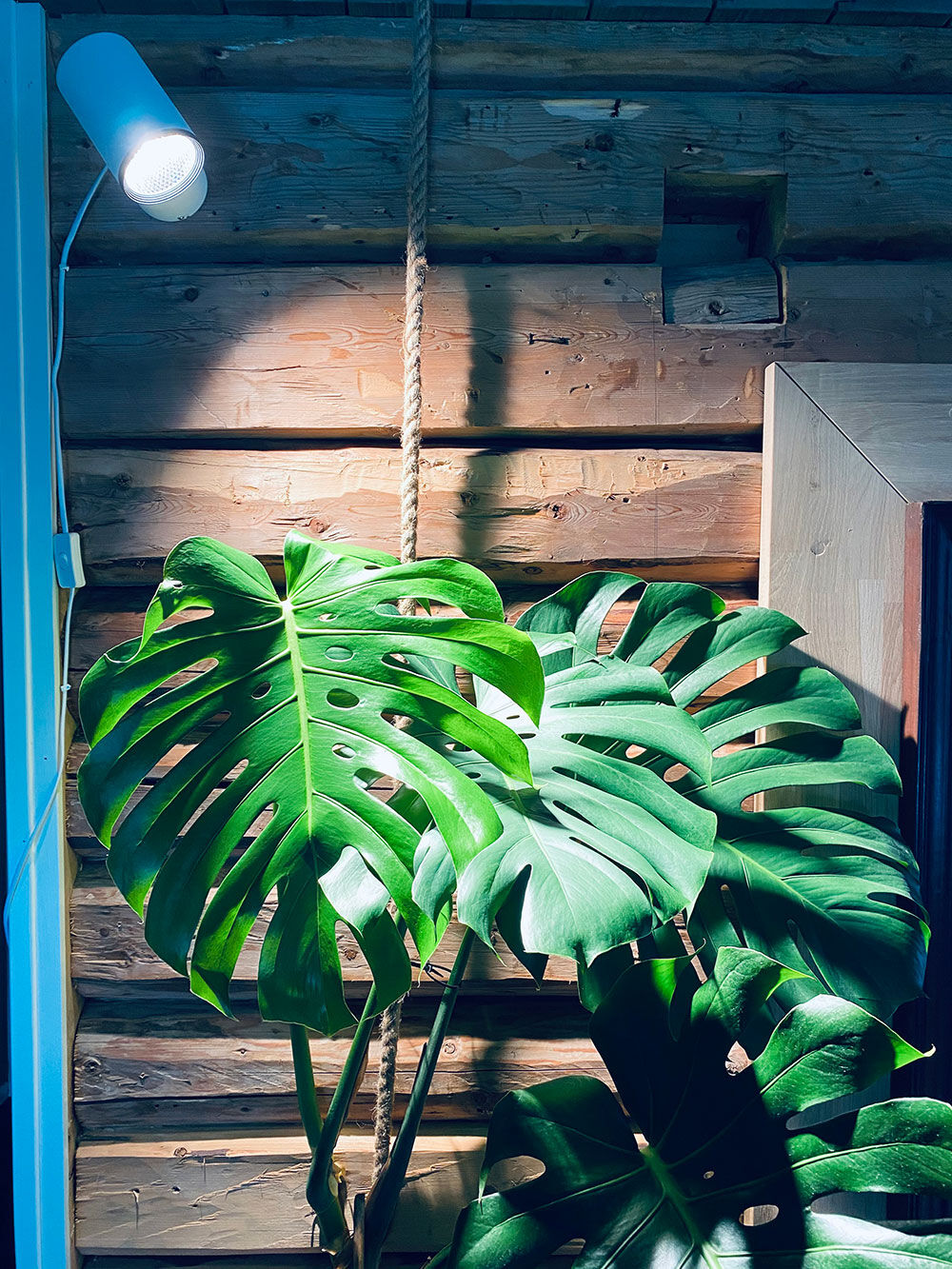 Plantelys vekstlys monstera Plantelys vekstlys monstera