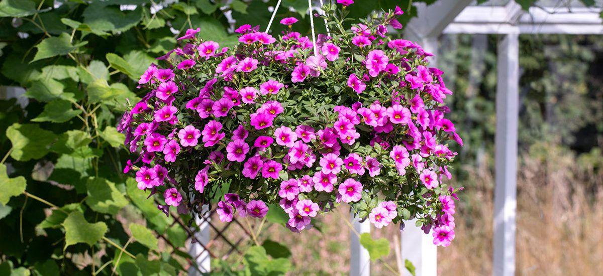 mange fordeler med sommerblomster i ampel