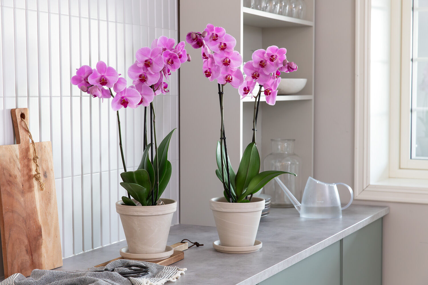 phalaenopsis orkide i milj&oslash;