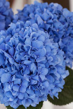 blå hortensia