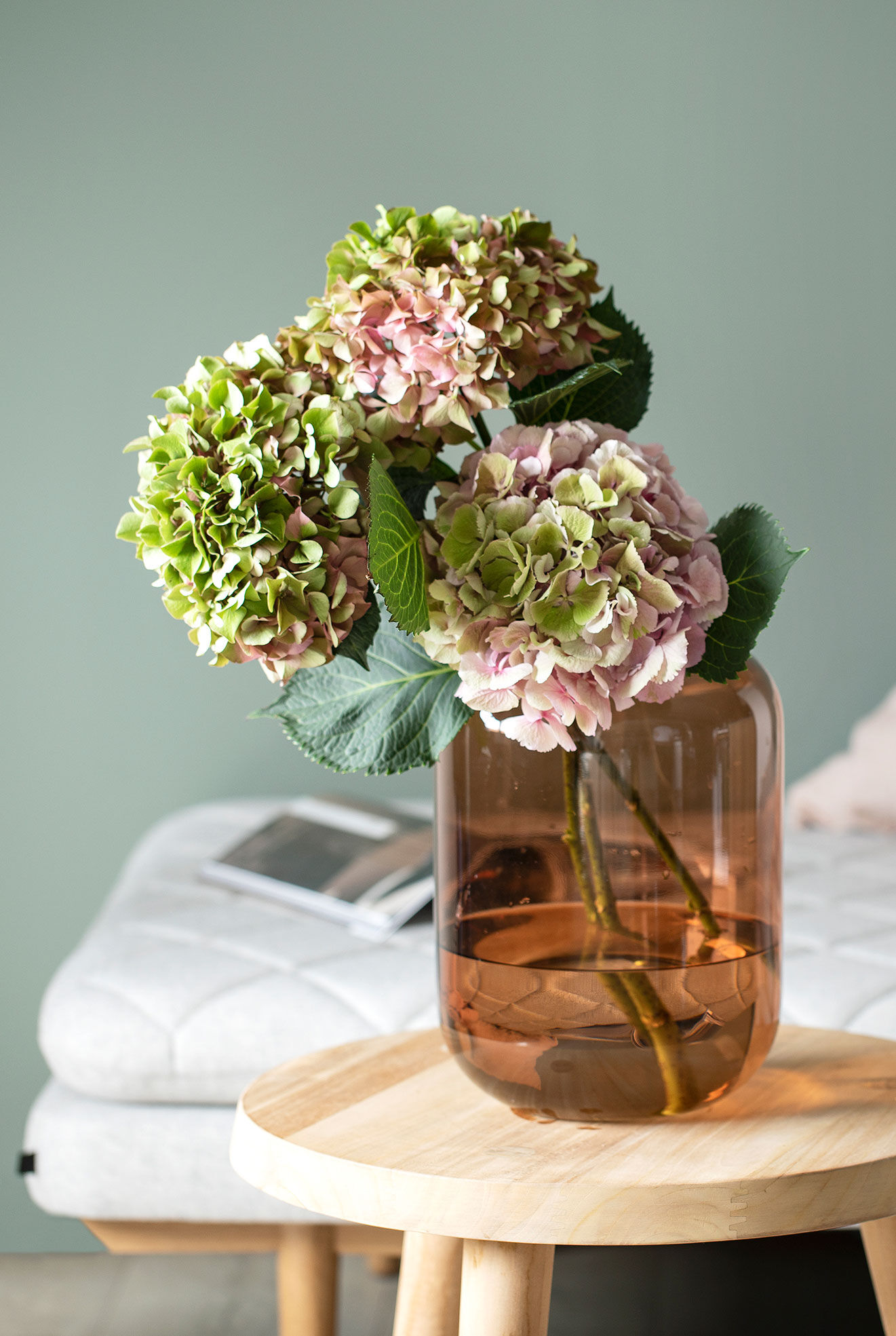 Hortensia Hortensia