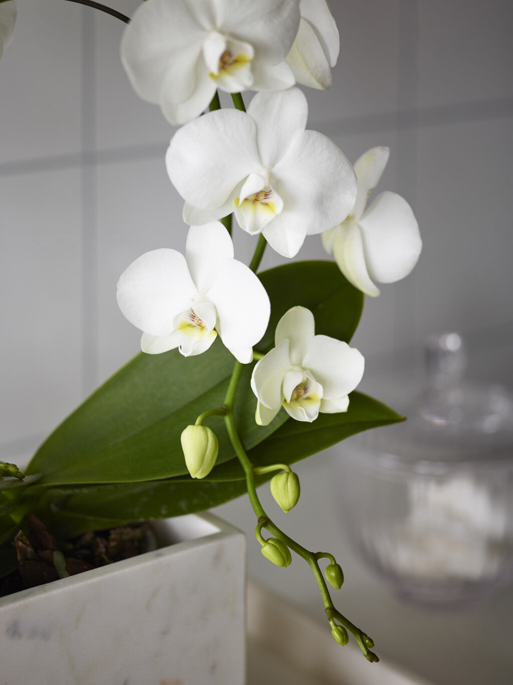 Phalaenopsis orkide