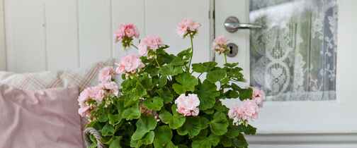 Pelargonia Dronning Ingrid