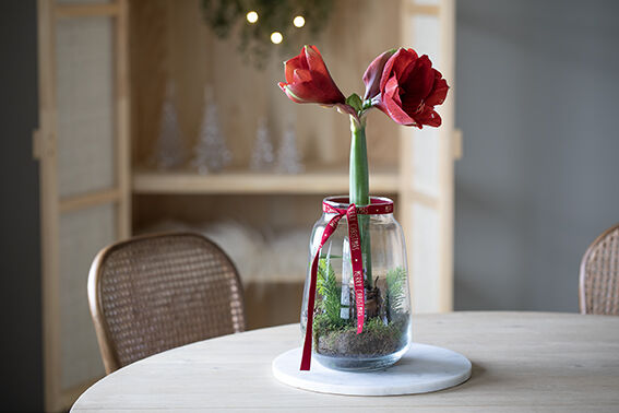 Rød amaryllis i glassvase