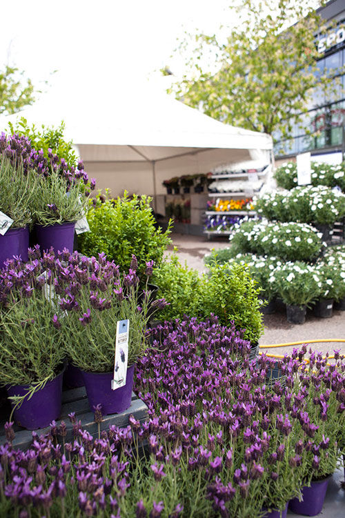 Lavendel på utemarkedet