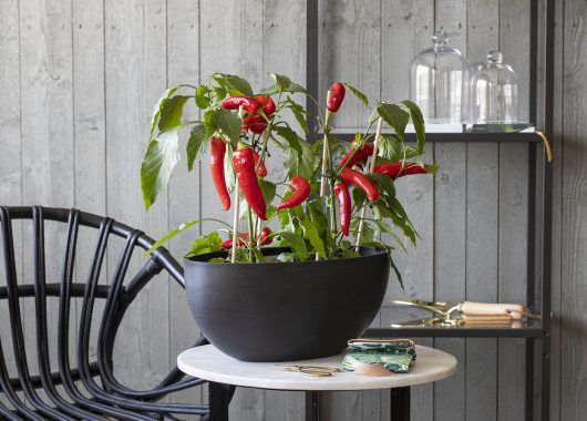 spiselig chili i potte spiselig chili i potte