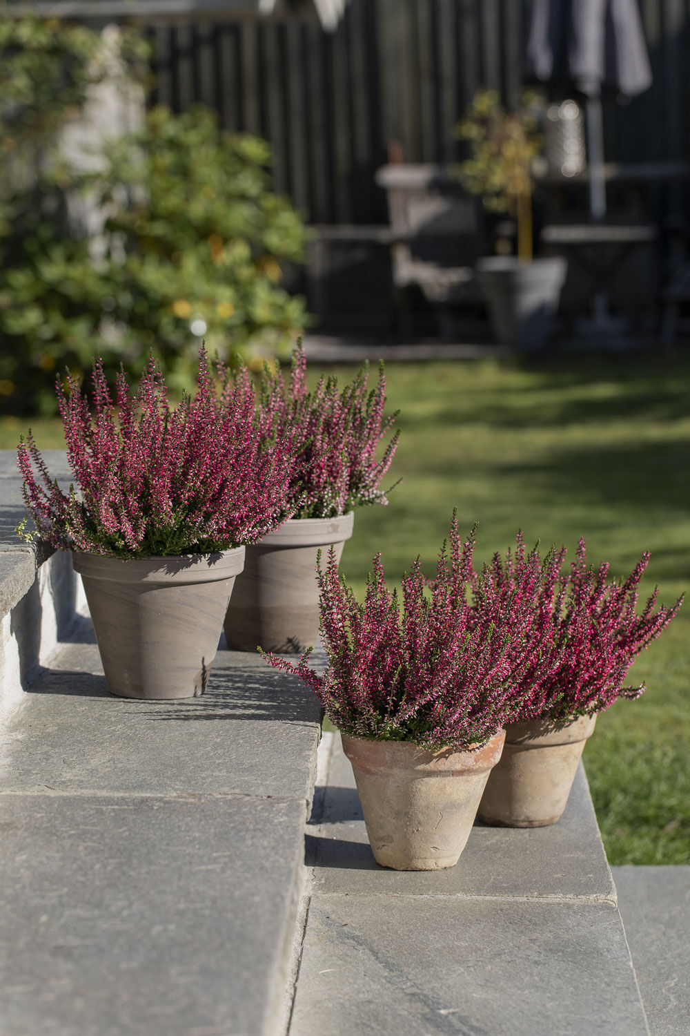 lettstelte høstblomster