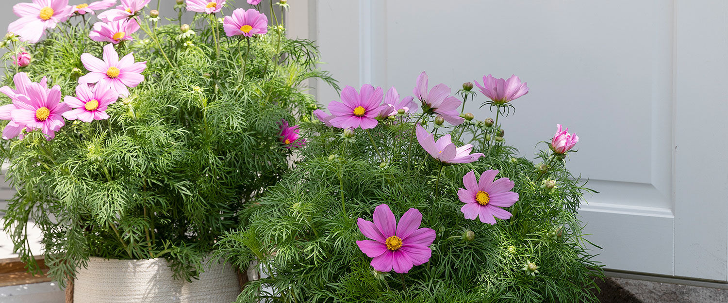 Blomster Blomster