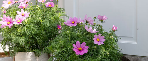 Blomster