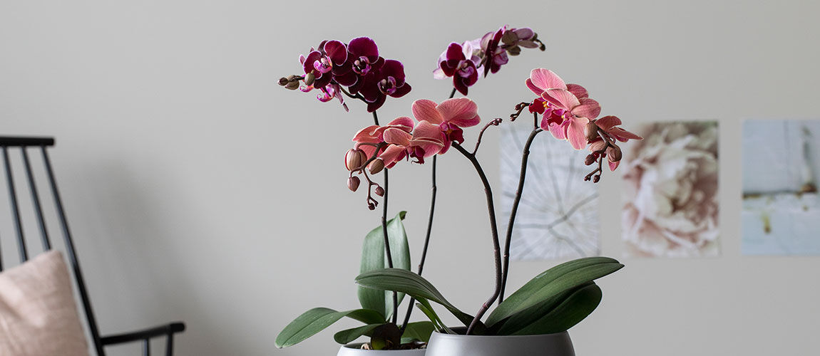 Razor catch a cold Disciplinary Pynt opp med allergivennlige blomster og planter