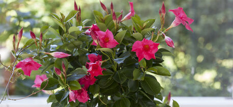 Mandevilla