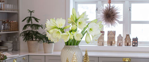 hvite juleblomster 