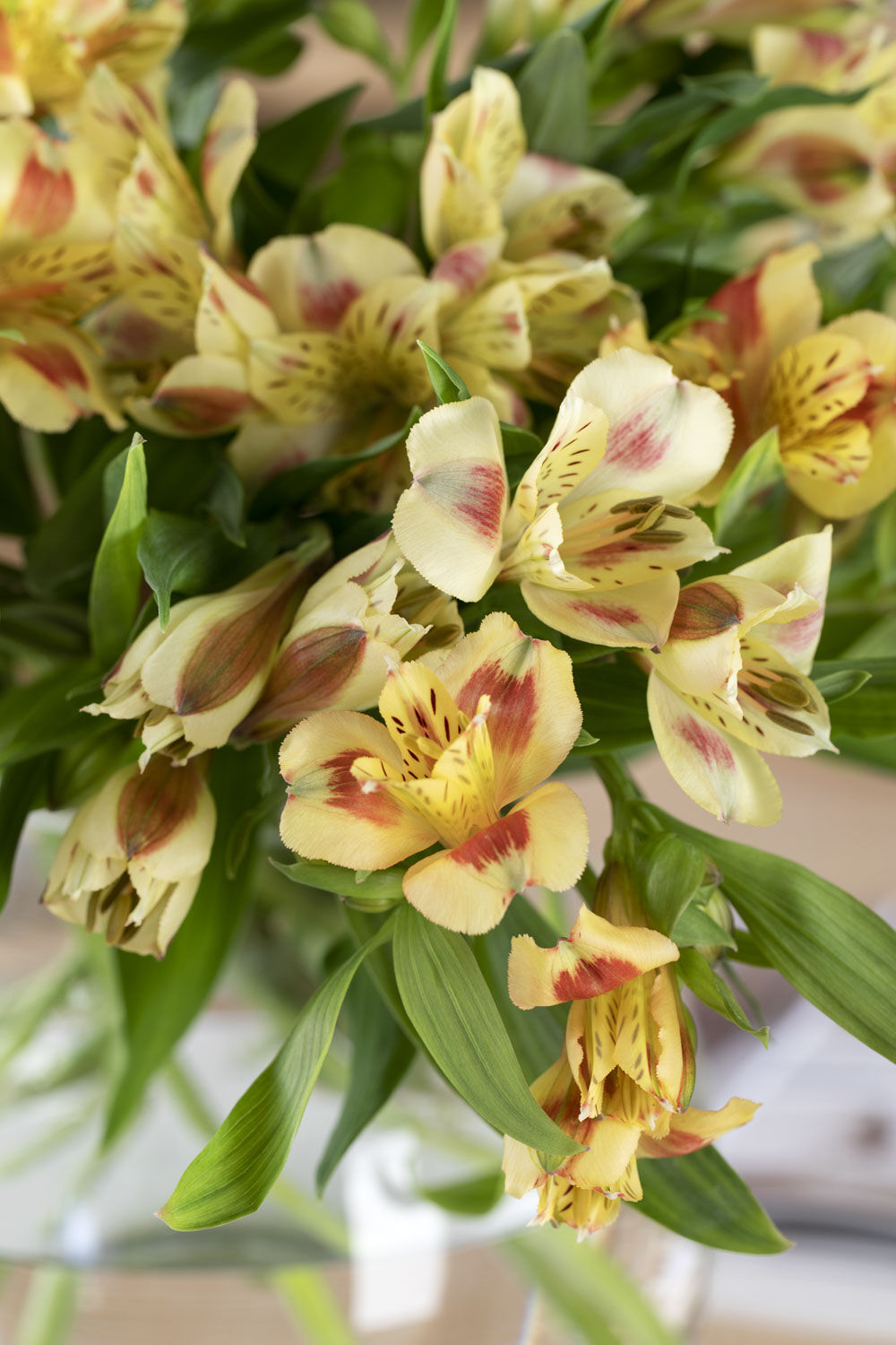 Alstroemeria