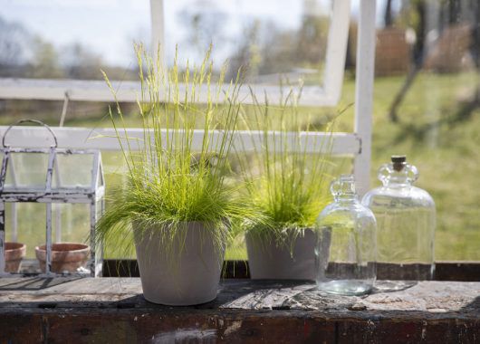 Deschampsia Deschampsia
