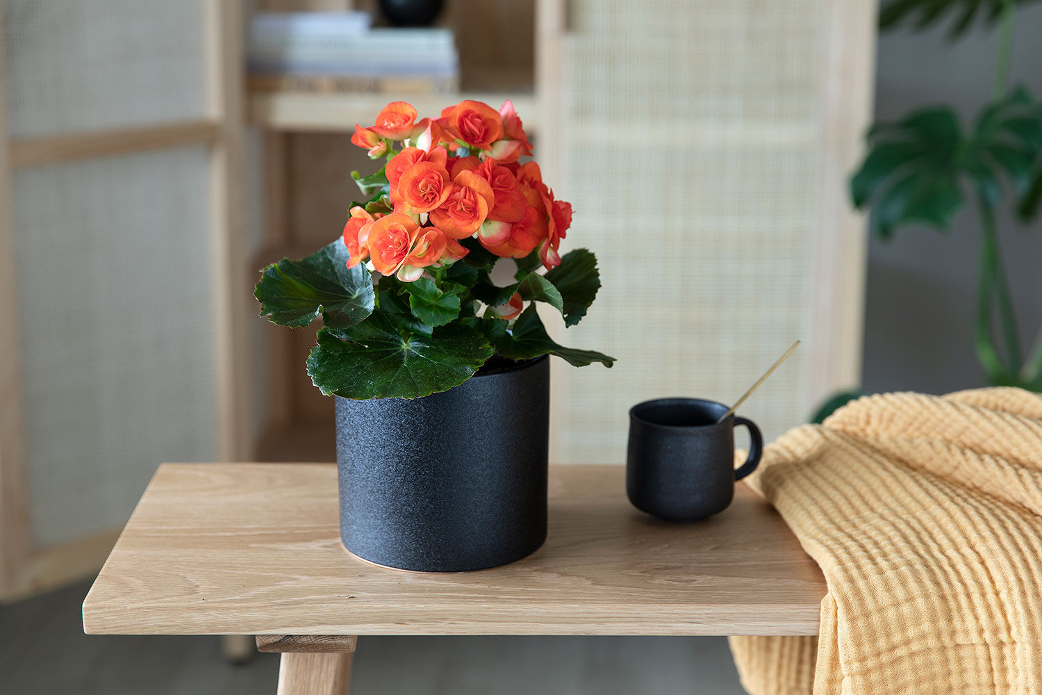 Begonia