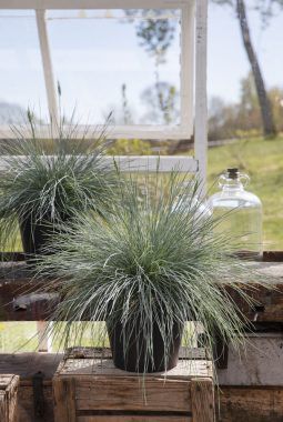 Festuca i sort potte Festuca i sort potte