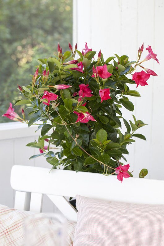 Rød Mandevilla Rød Mandevilla