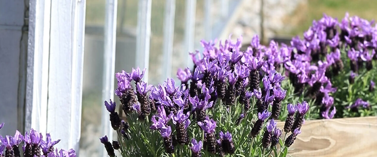 Nå er det tid for lavendel
