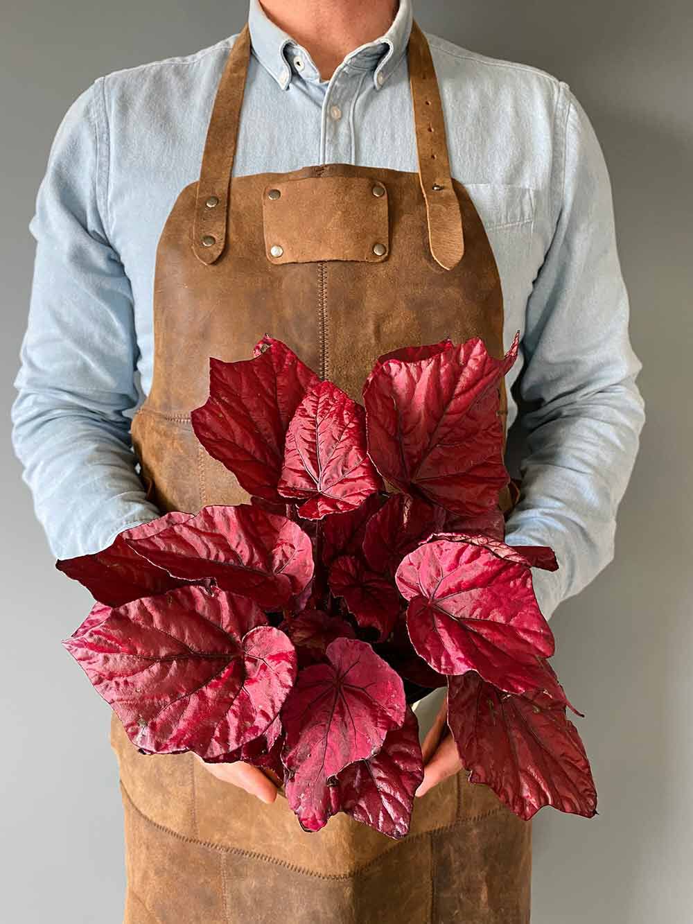 Begonia Rex Begonia Rex