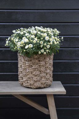 hvit_frilandskrysantemum_høst hvit_frilandskrysantemum_høst