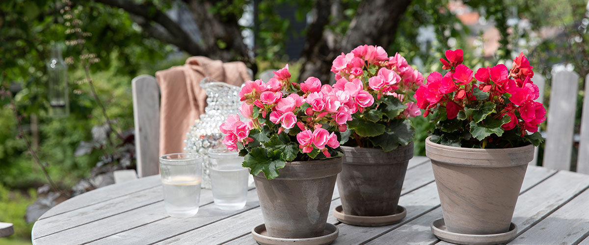 betulia – sommerens mest holdbare blomst