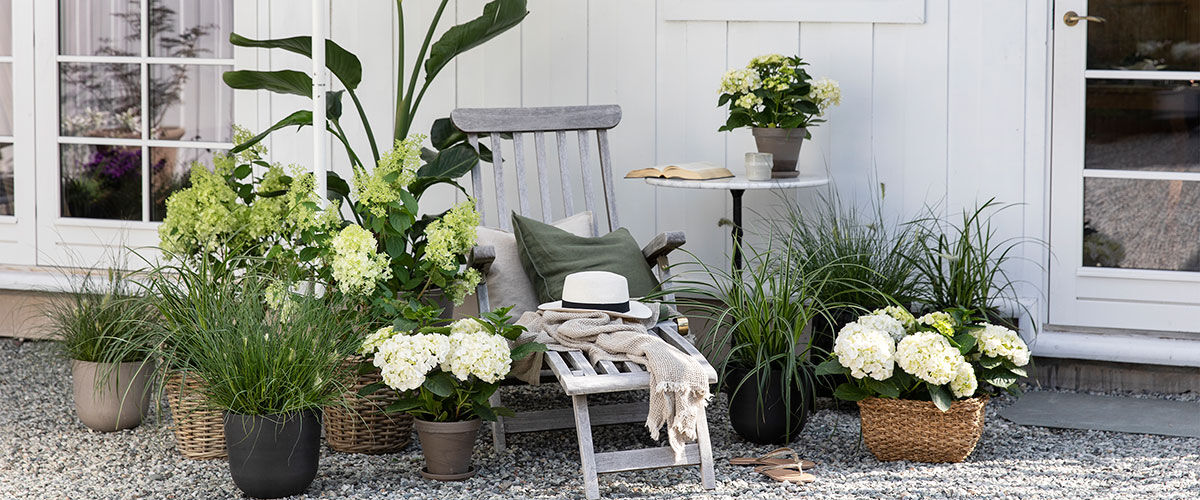 trendy terrasse med grønne planter