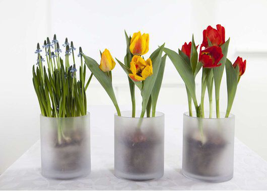 muscari og tulipaner muscari og tulipaner