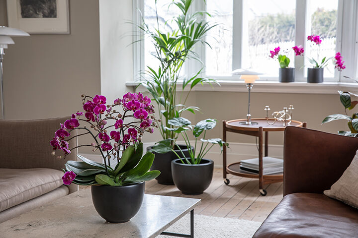 Phalaenopsis orkide