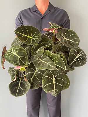 Alocasia Black Velvet