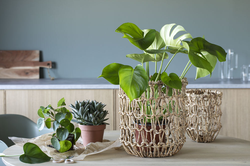 Monstera i hyacinyh-kurv Monstera i hyacinyh-kurv