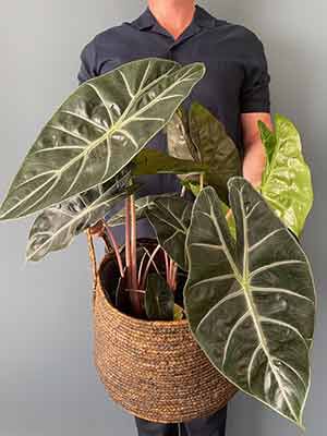 Alocasia Pink Princess Alocasia Pink Princess