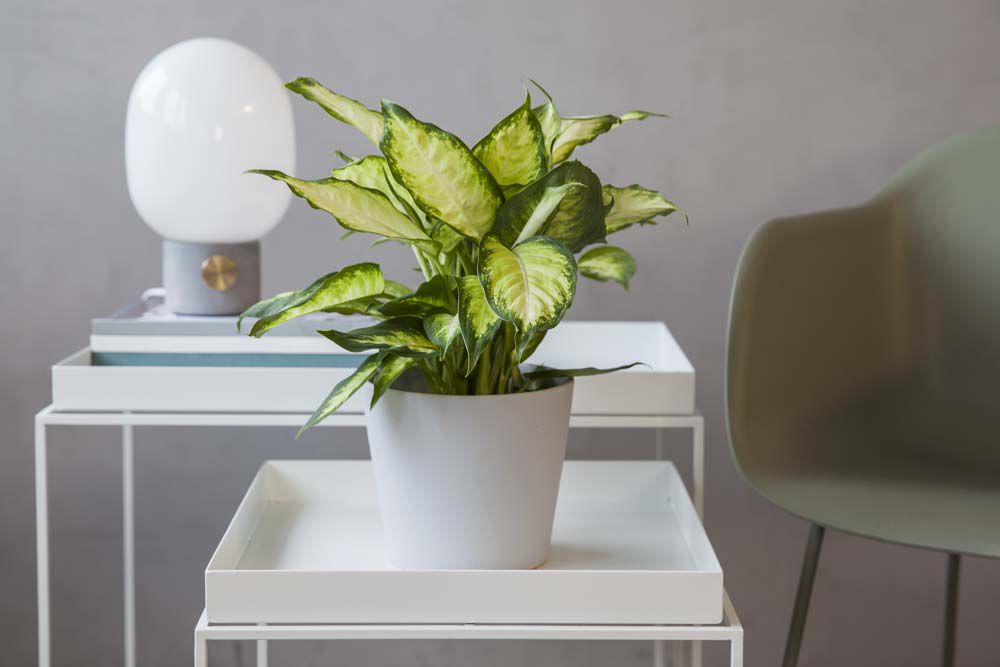 Dieffenbachia Dieffenbachia