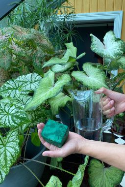 la caladium drikke vann nedenfra la caladium drikke vann nedenfra