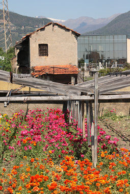 Produksjon ranunkler italia Produksjon ranunkler italia