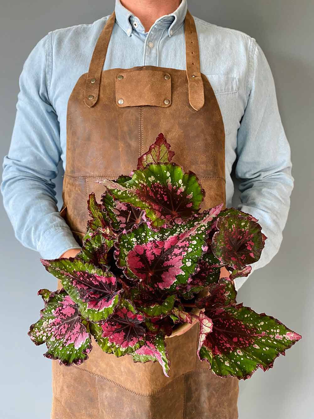 Begonia Rex Begonia Rex