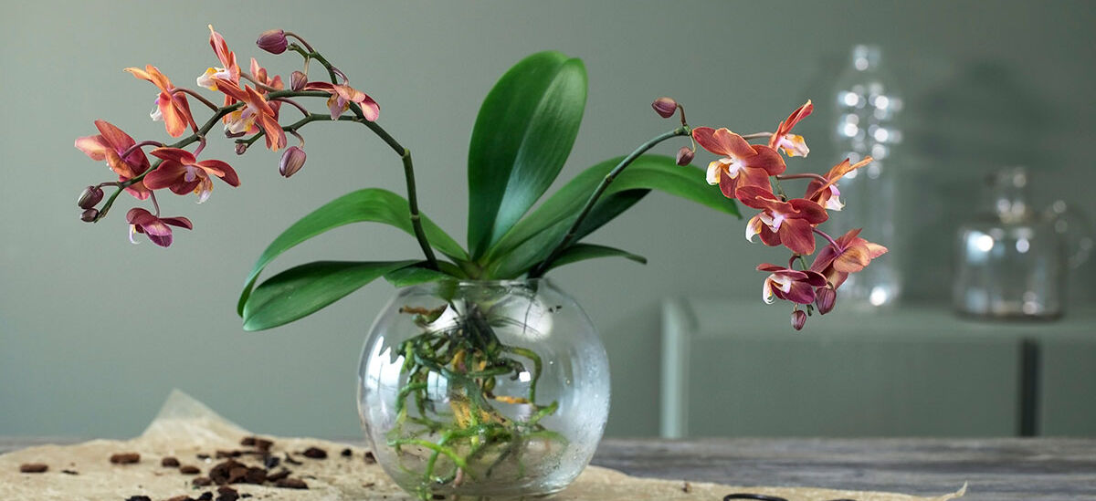 orkide i en vase orkide i en vase